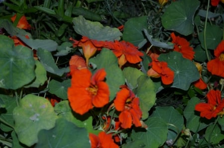 Indian Cress - blossoms, garden, petals, leaves, orange