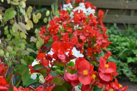 Begonia - white, blossoms, red, petals, leaves