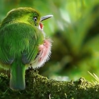 Green Bird