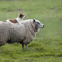 Sheep and dog