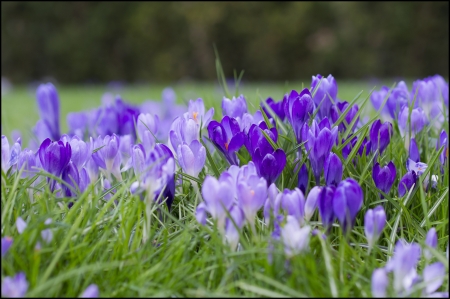 Crocus - spring, flower, crocus, blue