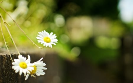 Daisies - nature, bokeh, daisy, flowers, daisies