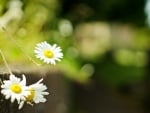 Daisies