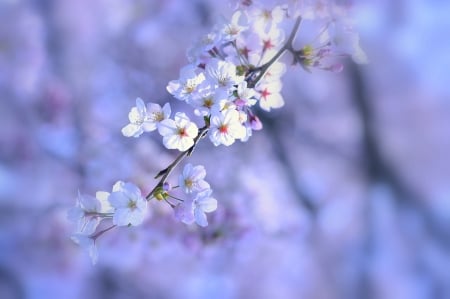 Flowers - nature, bokeh, flowers, petals