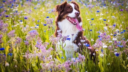 Adorable Face - adorable, summer, flowers field, dog face, nature, dog, dogs, flowers, grass