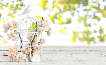 :) - flowers, cage, photography, soft