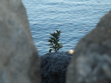 hidden and alive - plant, water, rock, foliage