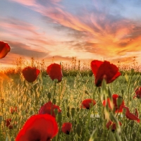 Sunset at Poppy Field