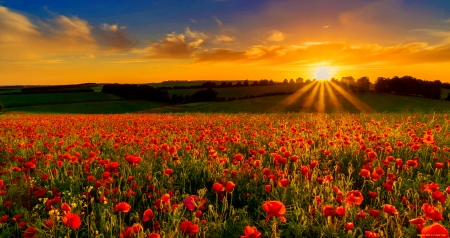 Sunset field - rays, sky, sunset, summer, field, nature, beautiful, flowers, poppies