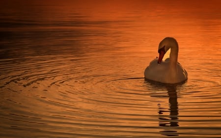 Swan at dawn - lake, swan, bird, dawn