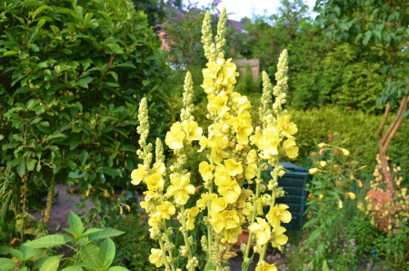 Arron's Rod - yellow, blossoms, petals, plant, leaves, garden