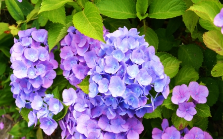 Hydrangea - blossoms, bush, petals, plant, leaves, garden