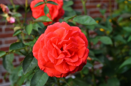 Pink Rose - garden, petals, plant, blossom, leaves