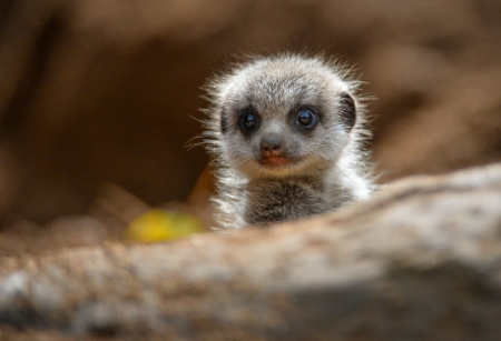 I can See You - sweet, baby, animals, meerkats