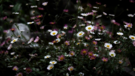 Flower - nature, tree, grass, flower