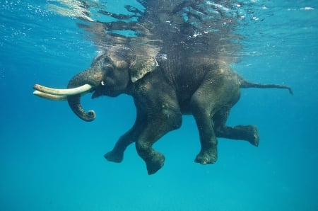 Elephant - trunk, animal, Elephant, swim