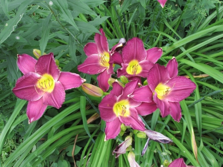 Day Lily - Gardens, Day lily, purple flowers, summer