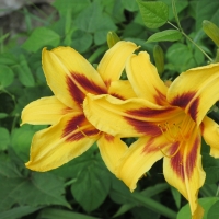 yellow day lily