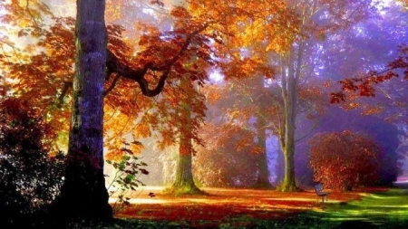 Color of Autumn - trees, nature, autumn, lights, colors, forest