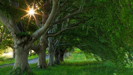 The Warmest Season - warm, trees, nature, road, sun