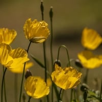 Poppy Field