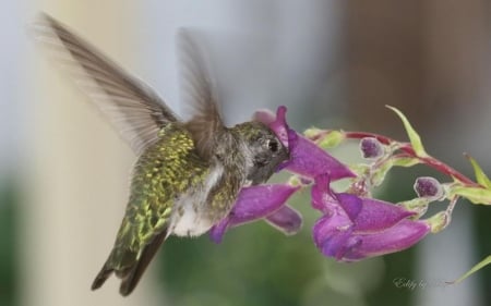 Flying diamond IV. - wildlife, wild animals, hummingbird, wallpaper, abstract, wilderness, photography, wild, nature, birds