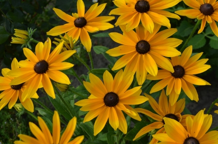 Coneflowers - yellow, blossoms, petals, leaves, summer, garden