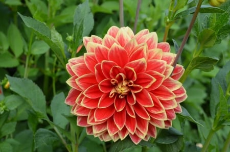 Dahlia - buds, yellow, red, petals, blossom, garden