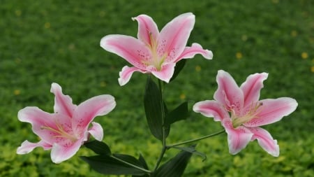 Garden Lilies - white, blossoms, plants, petals, pink