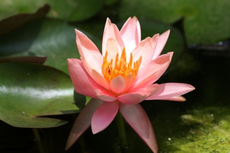 Waterlily - water, pond, blossom, petals, leaves