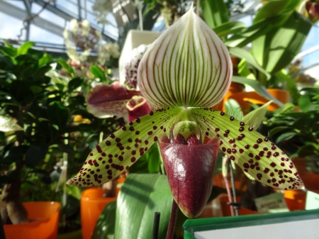 Fragrant Orchid - white, brown, petals, blossom, greenhouse, exotic