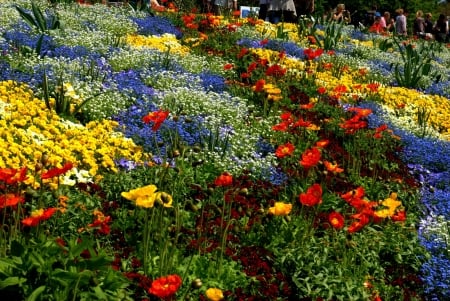 Flower Garden - blossoms, red, yellow, lake constance, colors, blue