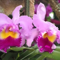 Orchids