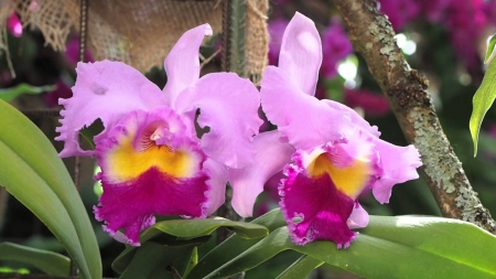 Orchids - blossoms, pink, red, petals, plant, leaves