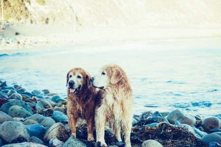 Dogs Together - pets, animal, water, coast, beach, together, friends, couple