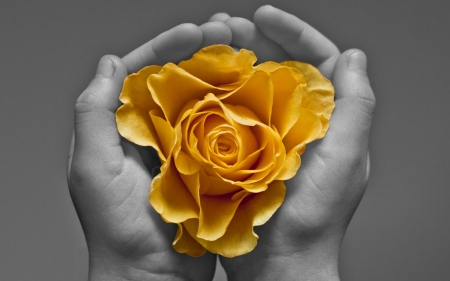 Roses - roses, black, yellow, hand