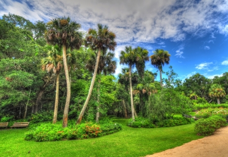 The Garden - park, palm trees, path, trees