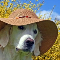 Doggie with hat