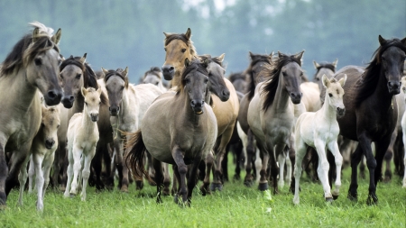 Wild Horses - western, nature, horse, movie