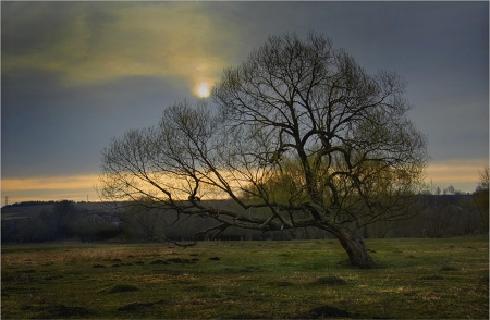 Wonderful Scene - nature, tree, field, sunset