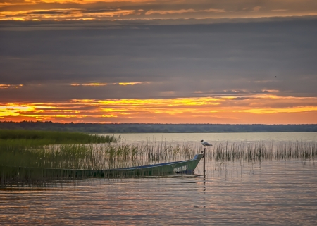 Sunset - water, lake, sunset, bird