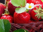 Strawberries