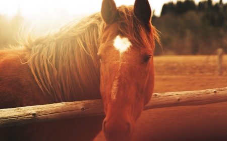 Horses - western, nature, horse, cowboys