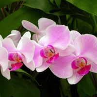 Orchid