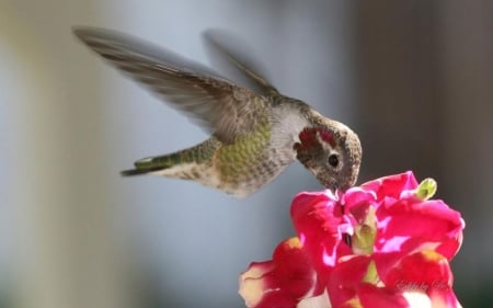 Flying diamond V. - wildlife, animals, photography, wallpaper, nature, abstract, wilderness, wild, hummingbird, wild animals