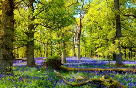 Summer forest - wildflowers, trees, bluebells, summer, beautiful, grass, forest