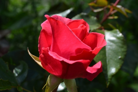 Red Rose - leaves, blossom, garden, petals