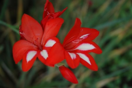 Gladiolus cardinalis - white, blossoms, red, garden, petals, leaves, colors