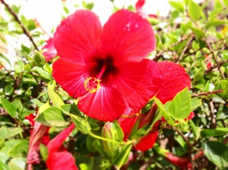 Hybiscus - red, garden, petals, blossom, leaves