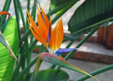 Bird of Paradise - blossom, leaves, orange, strelizia, exotic